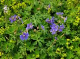 Geranium gymnocaulon