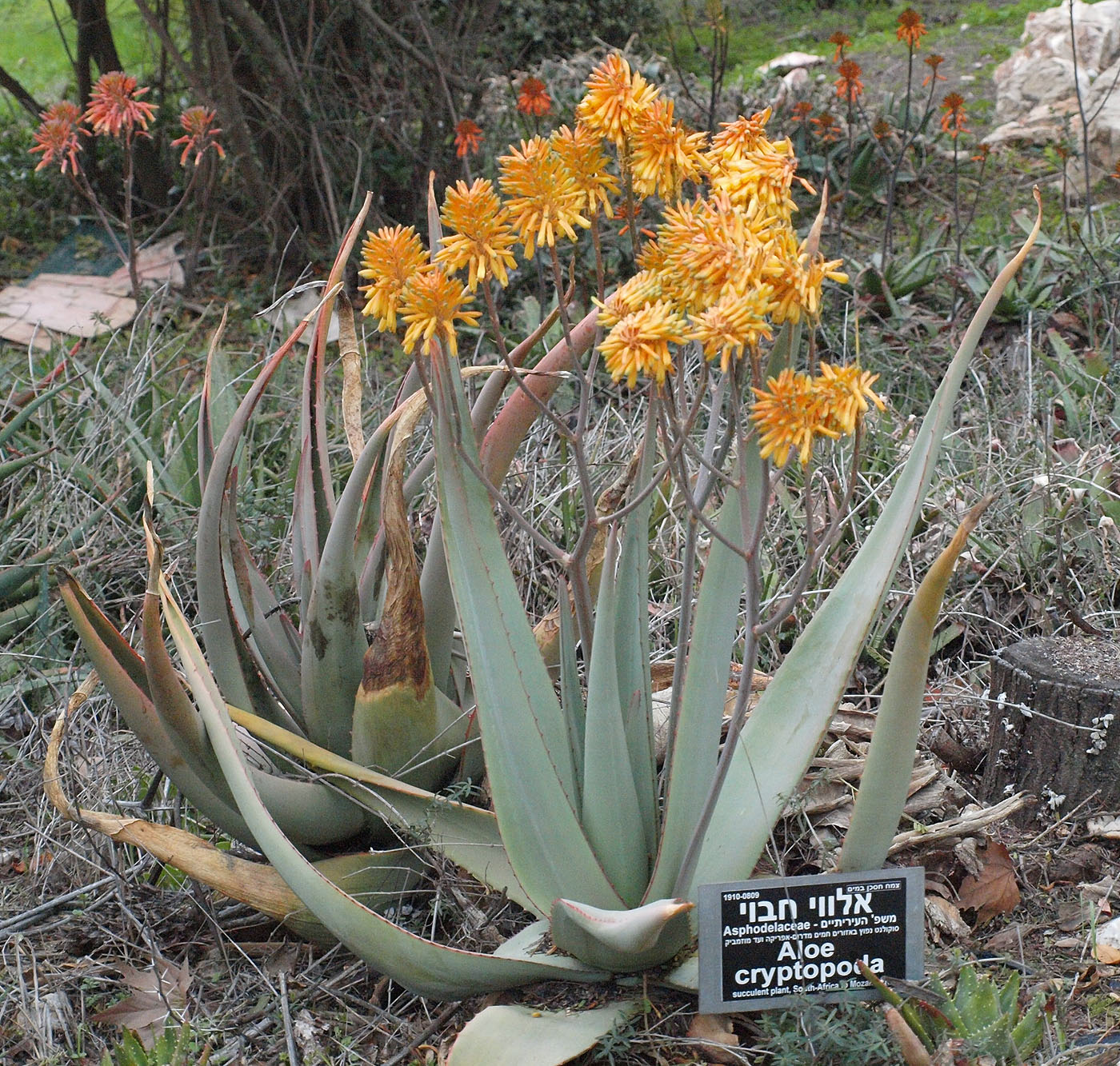 Image of Aloe cryptopoda specimen.