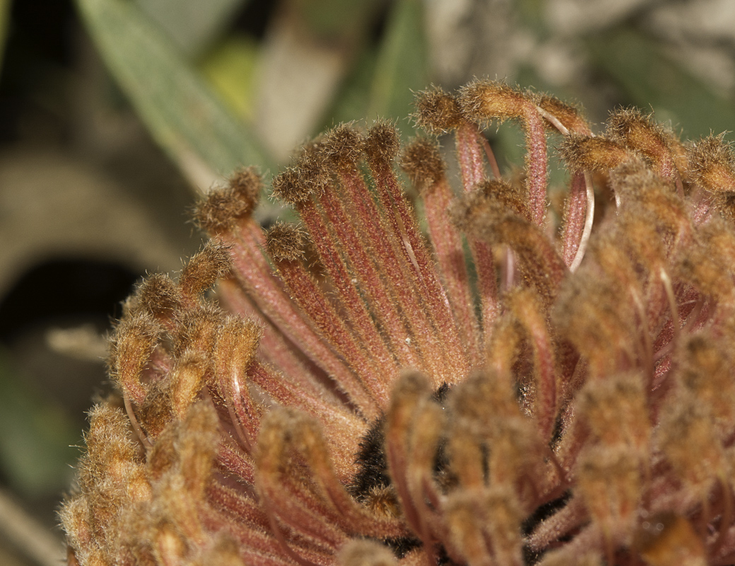 Image of Banksia blechnifolia specimen.