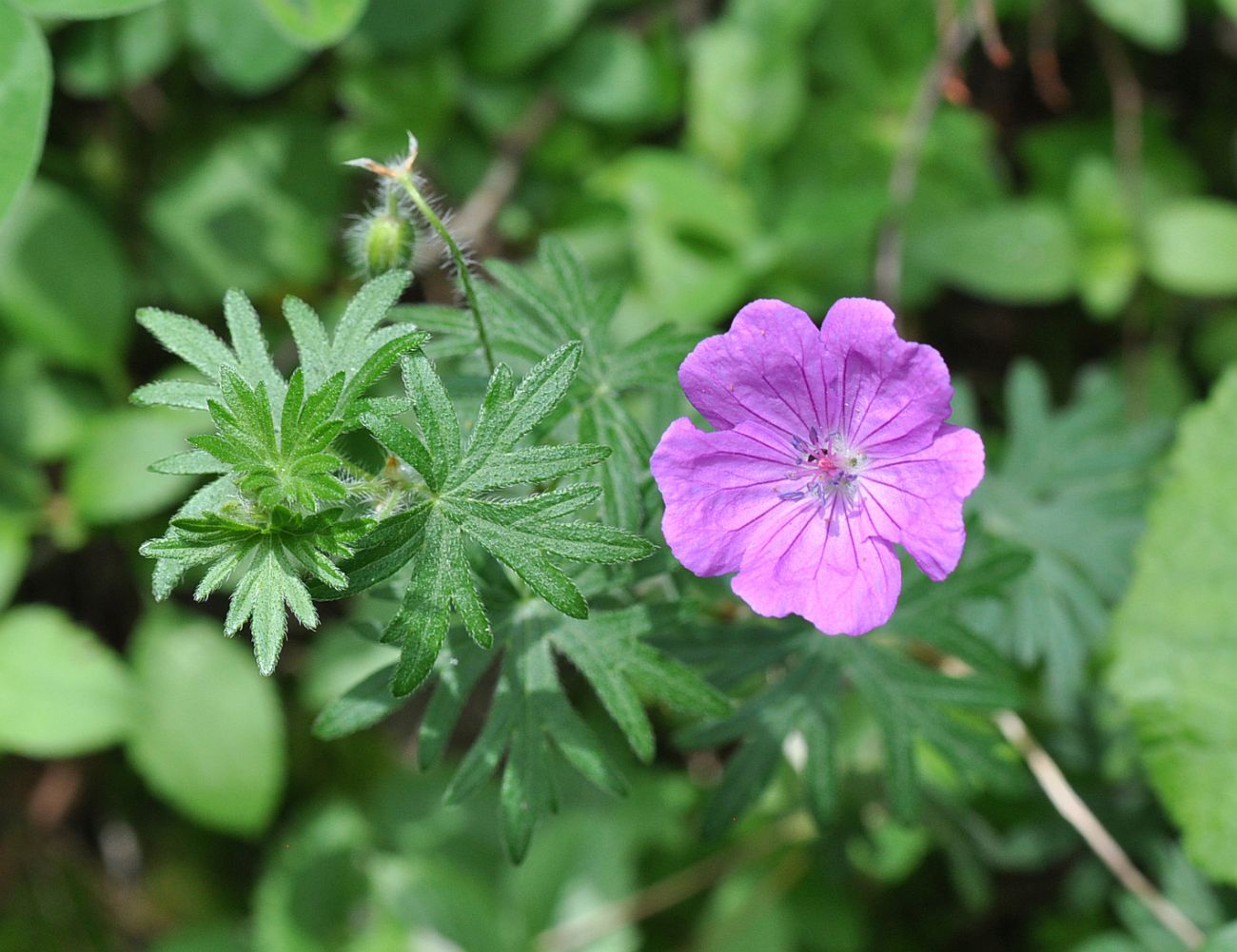 Изображение особи Geranium sanguineum.