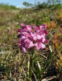 Pedicularis interioroides. Соцветие. Магаданская обл., окр. г. Магадан, п-ов Старицкого, кустарничковая тундра. 23.06.2012.