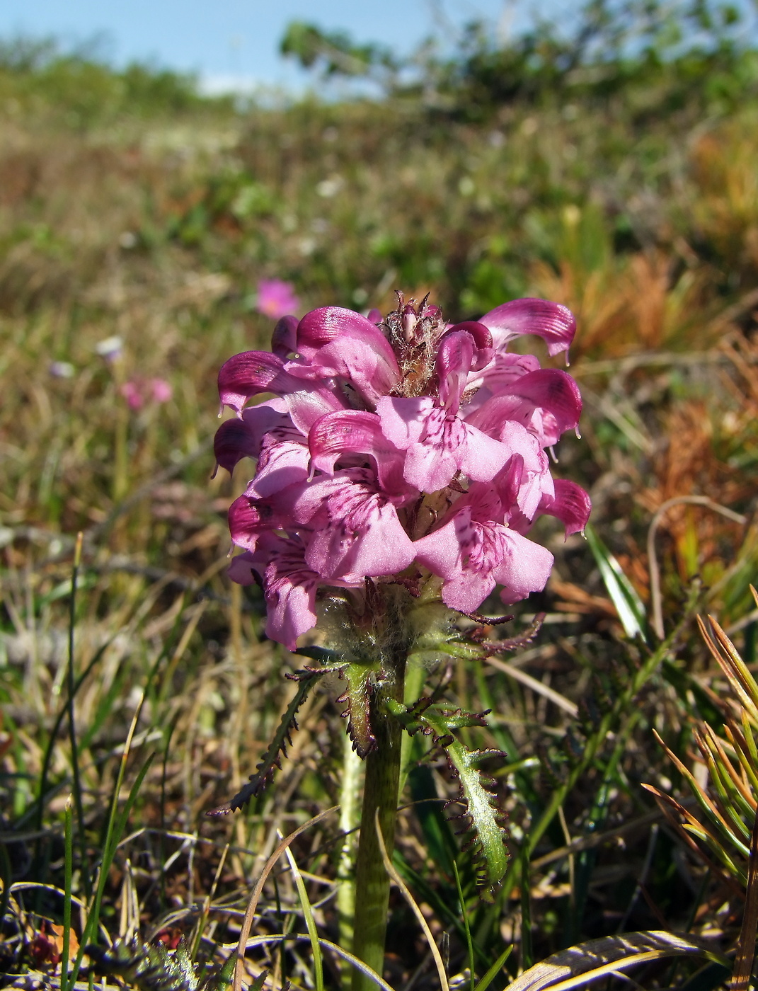 Image of Pedicularis interioroides specimen.