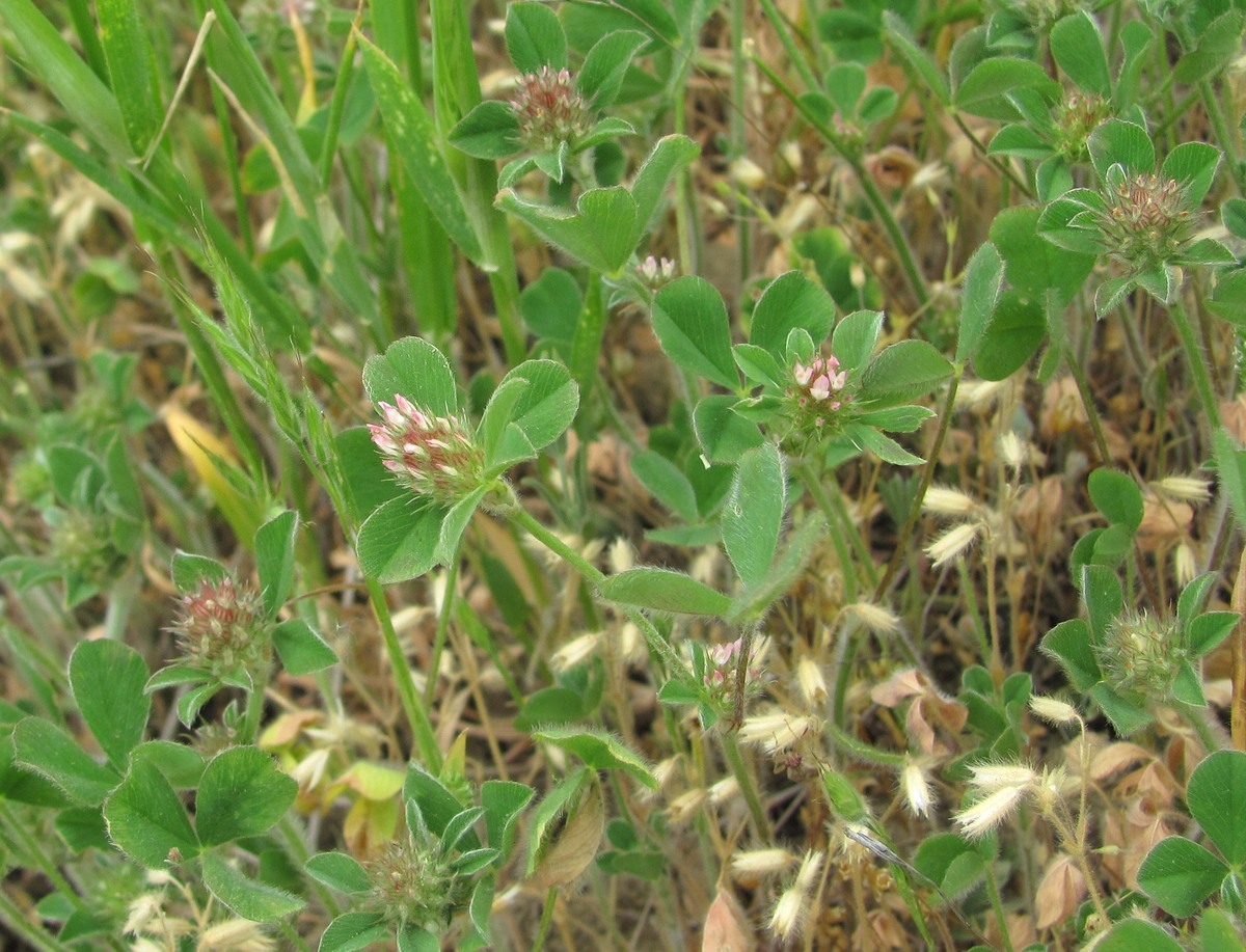 Изображение особи Trifolium striatum.