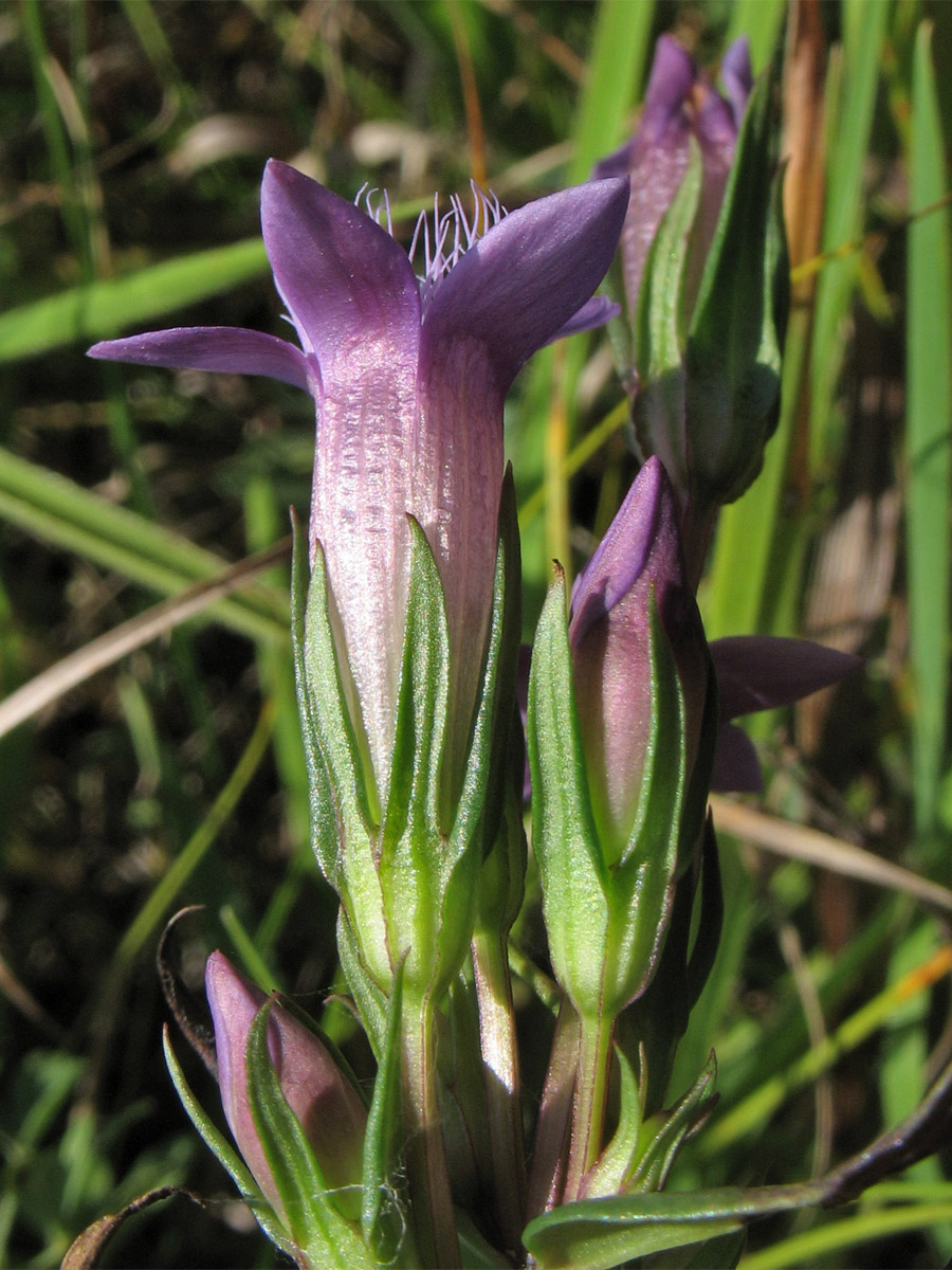 Image of Gentianella amarella specimen.