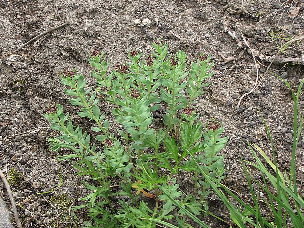 Изображение особи Rhodiola integrifolia.