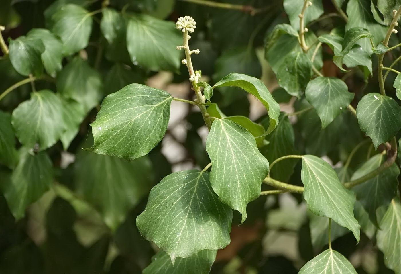 Image of Hedera helix specimen.