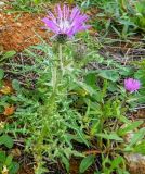 Galactites tomentosus