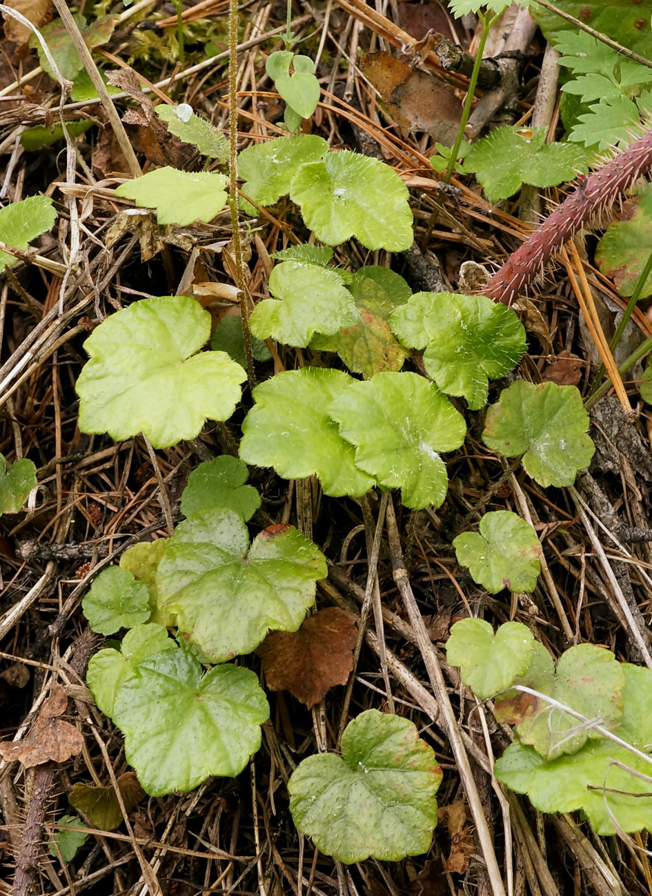 Image of Mitella nuda specimen.