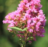 Lagerstroemia indica. Часть соцветия с сидящим на нём богомолом. Южный берег Крыма, г. Алупка, Воронцовский парк, в культуре. 21 августа 2015 г.