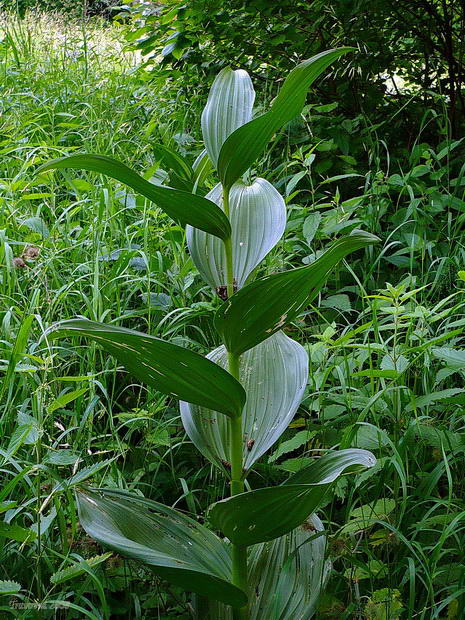 Изображение особи Veratrum lobelianum.