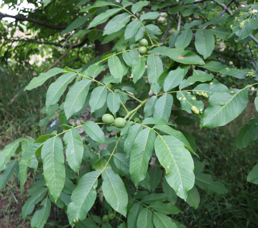 Image of Juglans regia specimen.