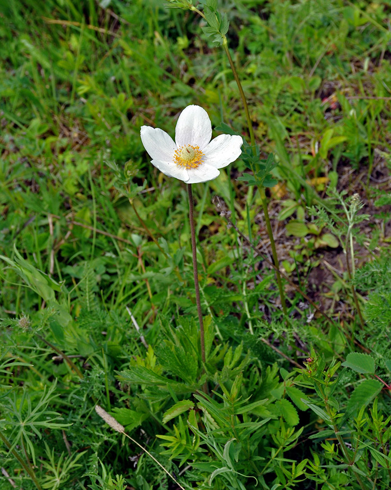 Изображение особи Anemone sylvestris.