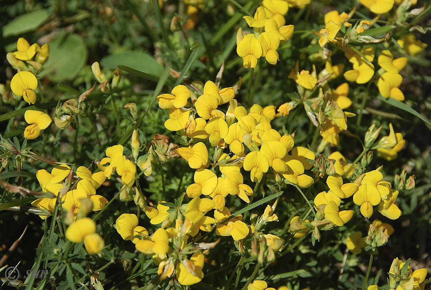 Image of Lotus corniculatus specimen.