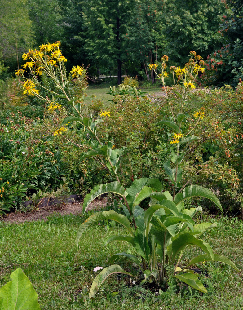 Изображение особи Inula helenium.