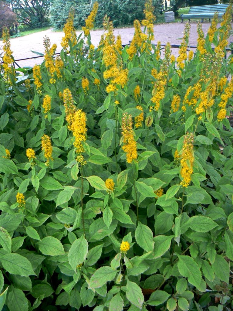 Image of Solidago flexicaulis specimen.