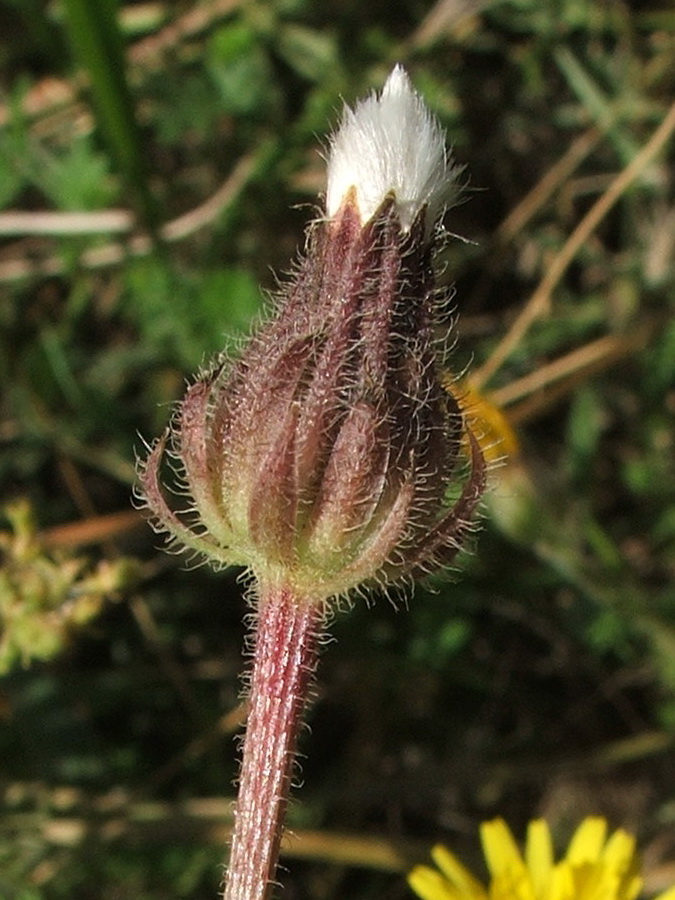 Изображение особи Crepis rhoeadifolia.