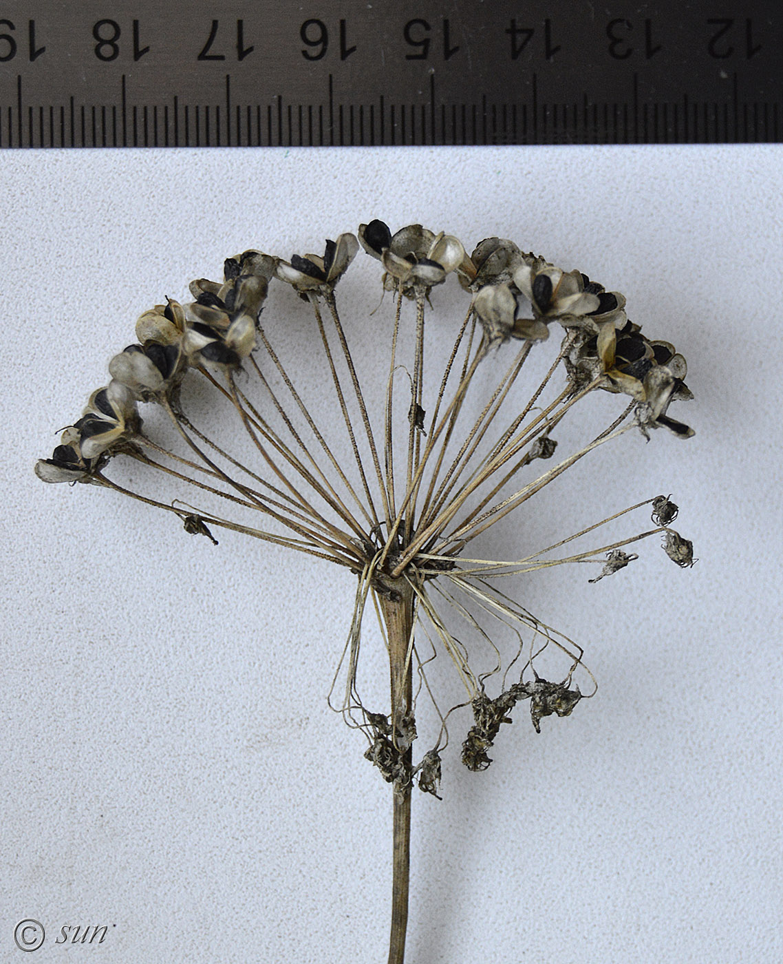 Image of Allium ramosum specimen.