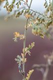 Artemisia santonicum