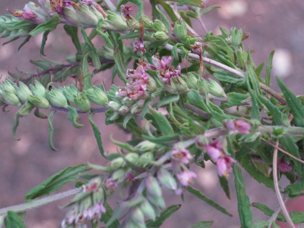 Изображение особи Odontites vulgaris.