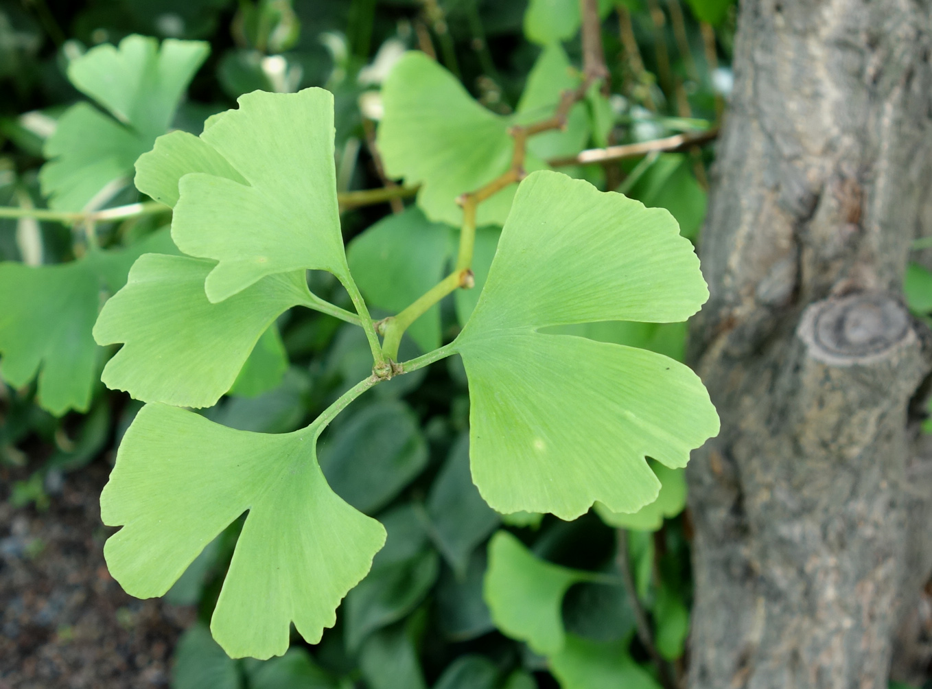 Изображение особи Ginkgo biloba.