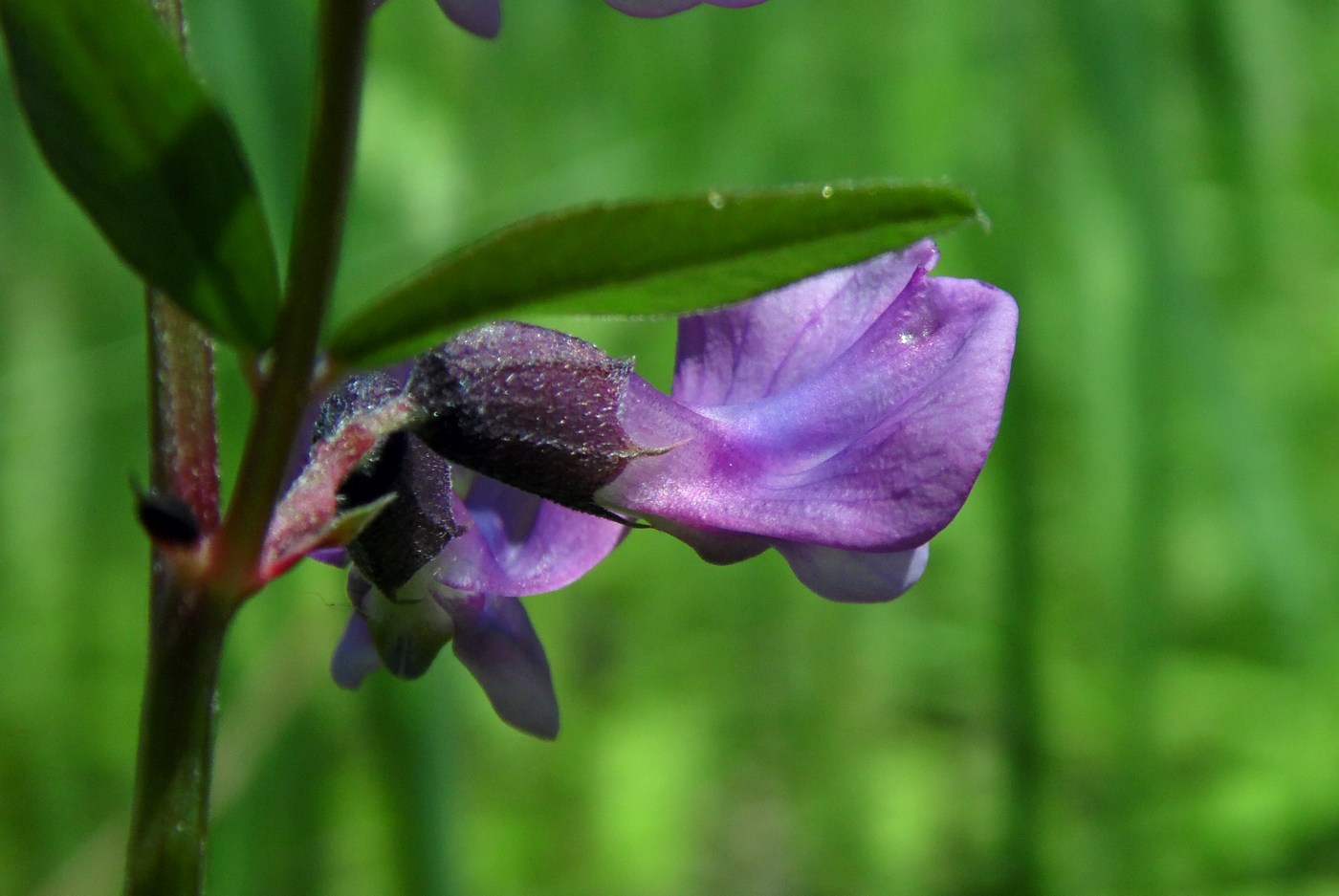 Image of Vicia sepium specimen.