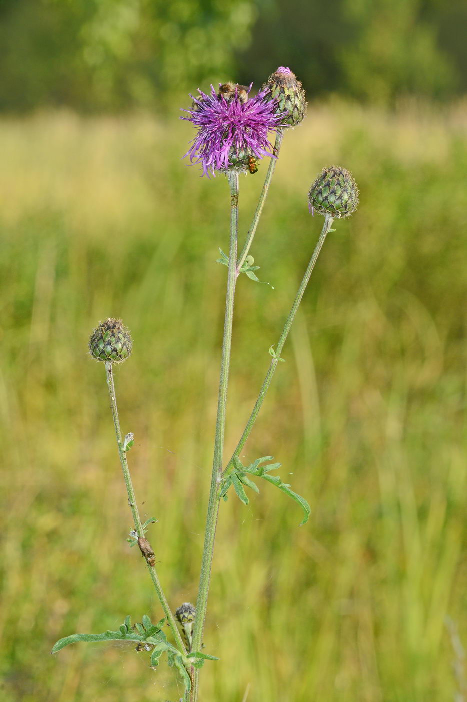 Image of Centaurea scabiosa specimen.