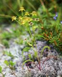 Bupleurum euphorbioides. Цветущее растение. Приморский край, Партизанский р-н, гора Ольховая, выс. 1600 м н.у.м., горная тундра. 29.07.2020.