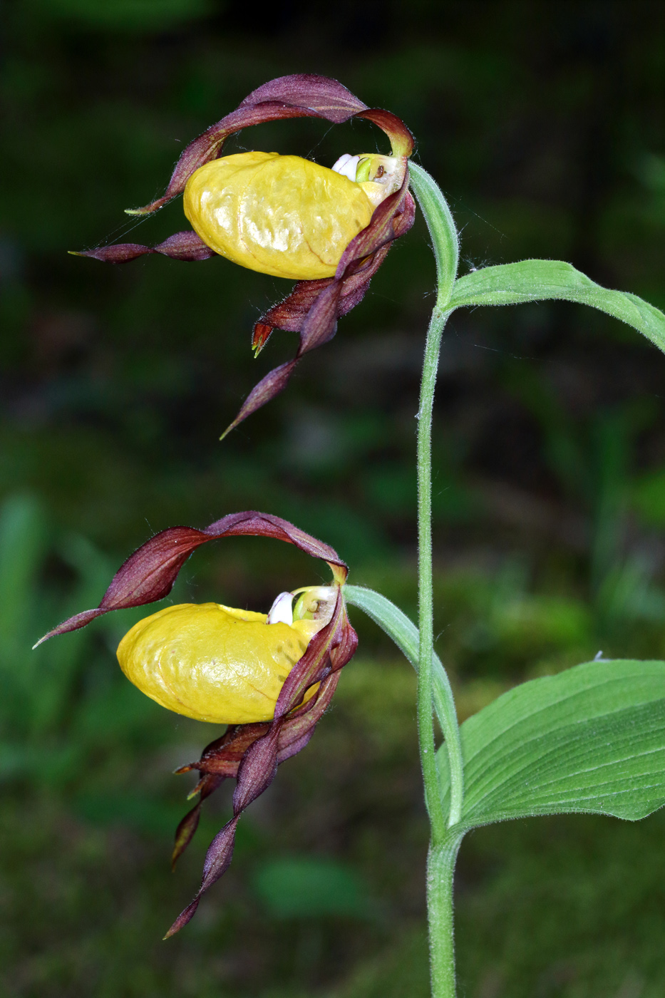 Image of Cypripedium calceolus specimen.