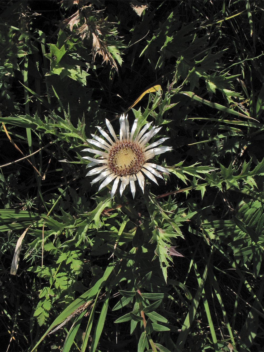 Image of Carlina cirsioides specimen.