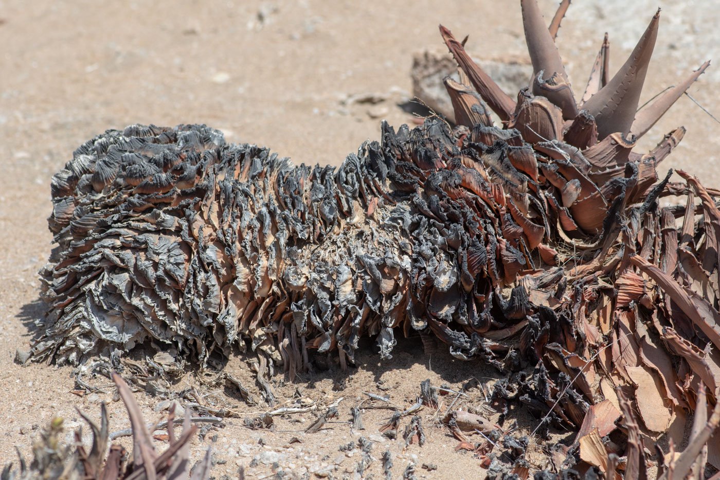 Image of Aloe asperifolia specimen.