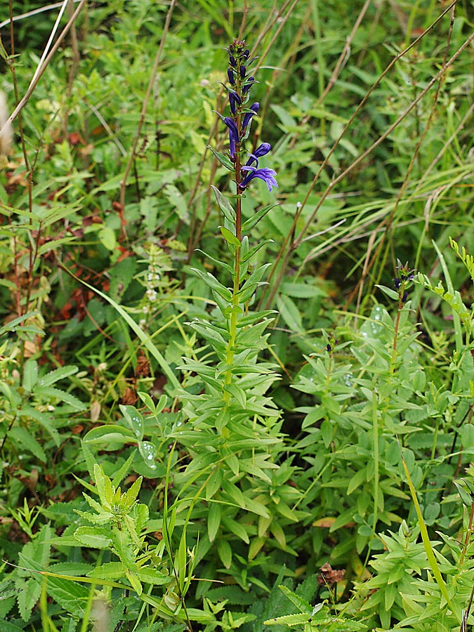 Image of Lobelia sessilifolia specimen.