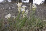 Freesia refracta