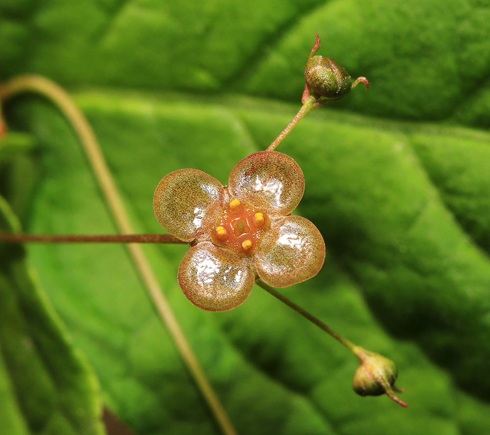 Image of Euonymus pauciflorus specimen.