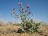 Echinops pubisquameus