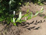View full-size image Salix rhamnifolia