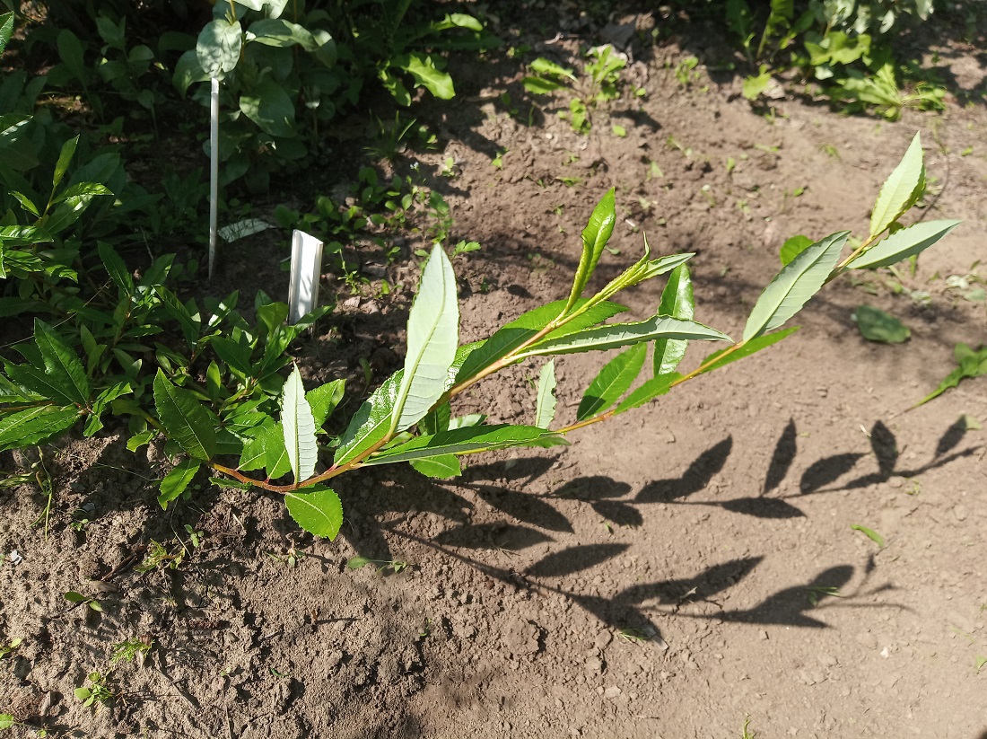 Изображение особи Salix rhamnifolia.