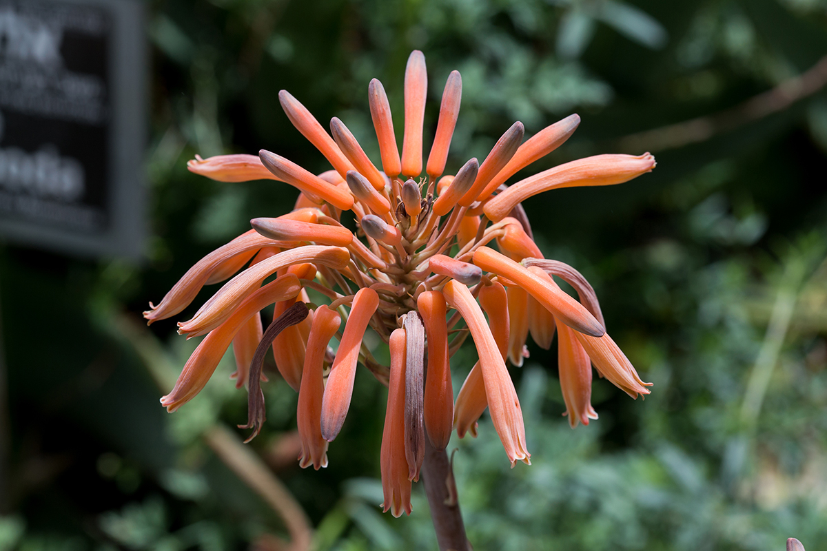 Изображение особи Aloe maculata.