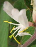 Lonicera maackii. Цветок. США, штат Мериленд, Роквилл, на обочине дороги. 18 сентября 2007 г.