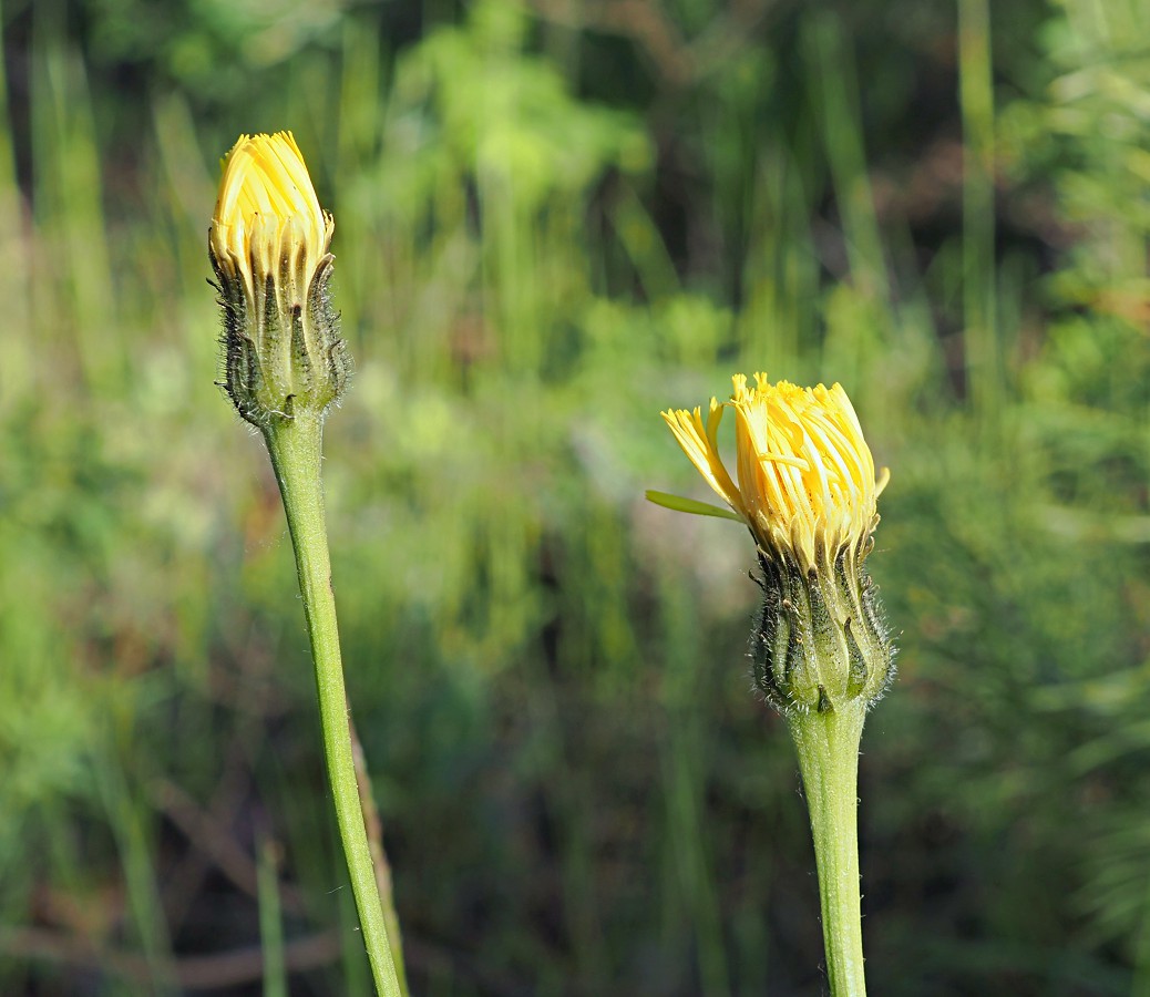 Image of Trommsdorffia maculata specimen.