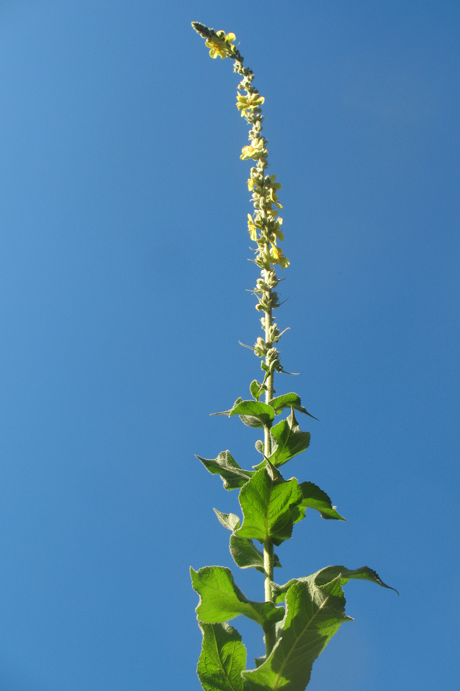 Image of Verbascum phlomoides specimen.