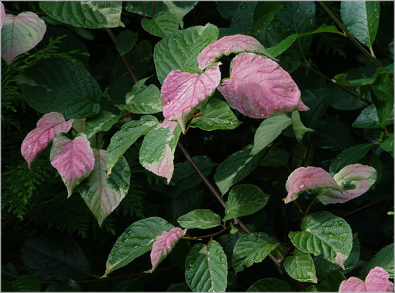 Изображение особи Actinidia kolomikta.