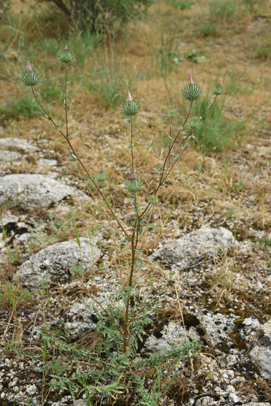 Image of Cousinia radians specimen.