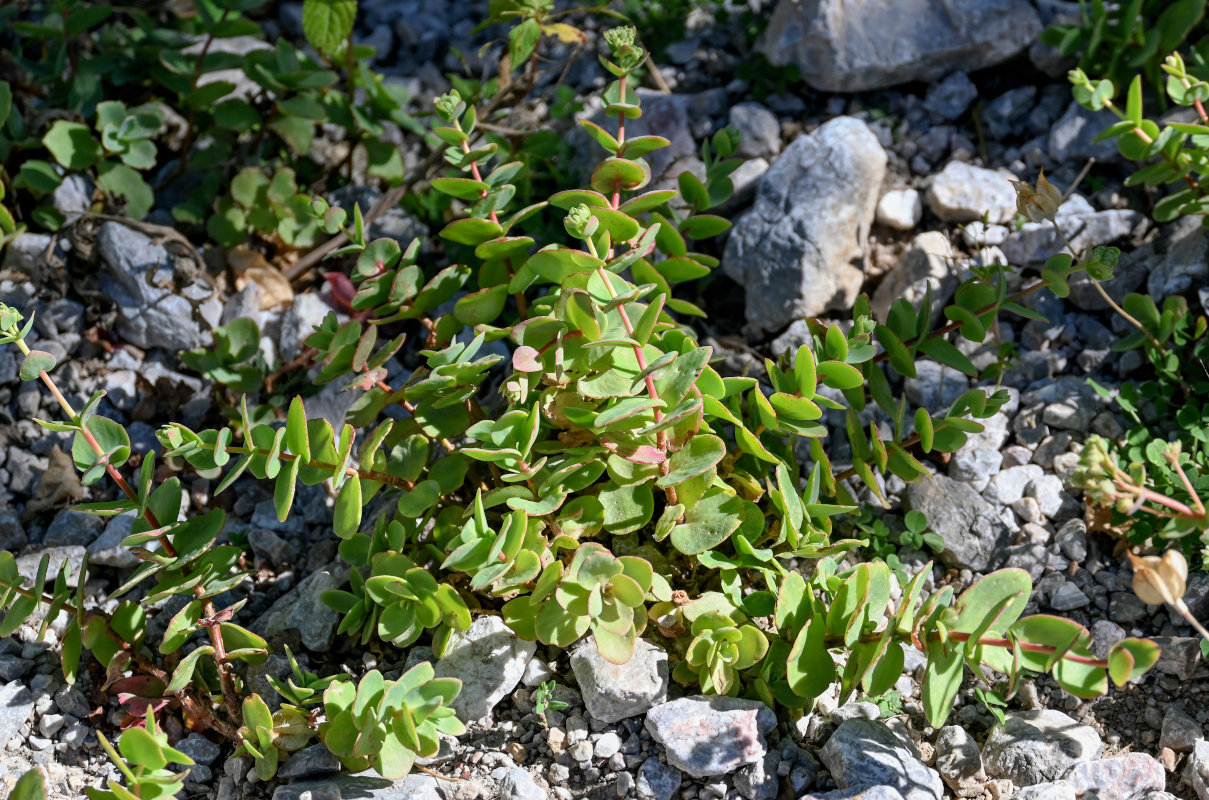 Image of Hylotelephium ewersii specimen.