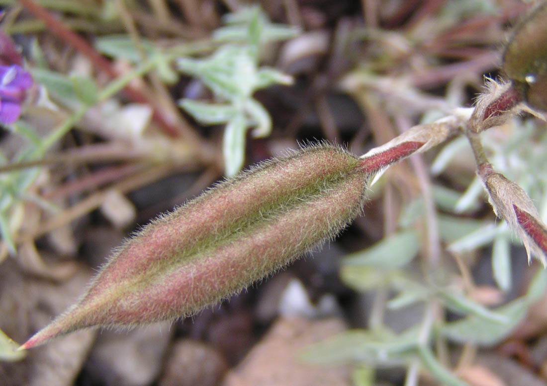 Image of Oxytropis exserta specimen.