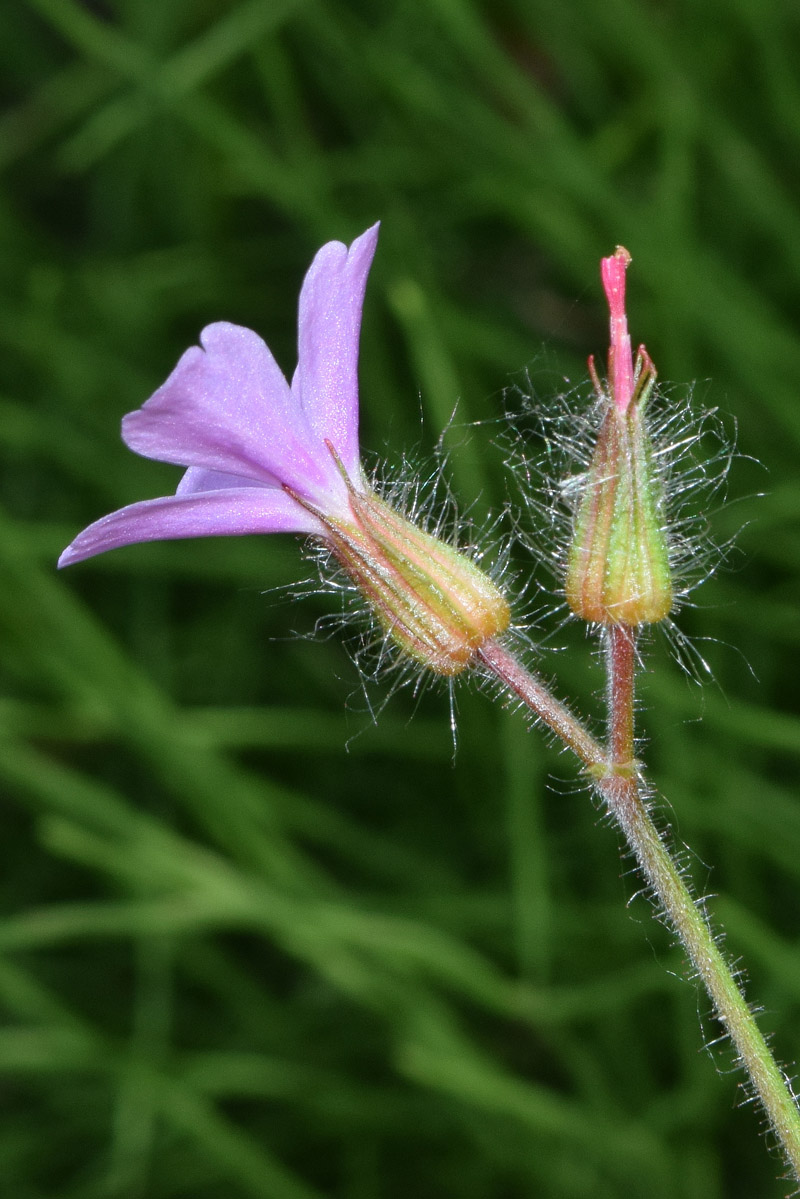 Image of Geranium robertianum specimen.