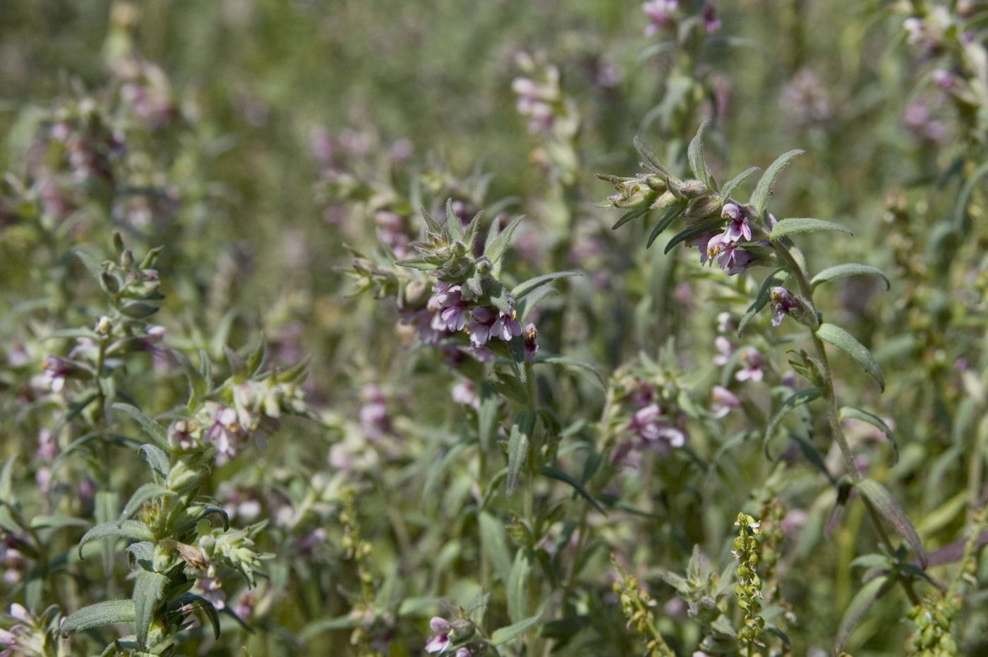 Изображение особи Odontites vulgaris.