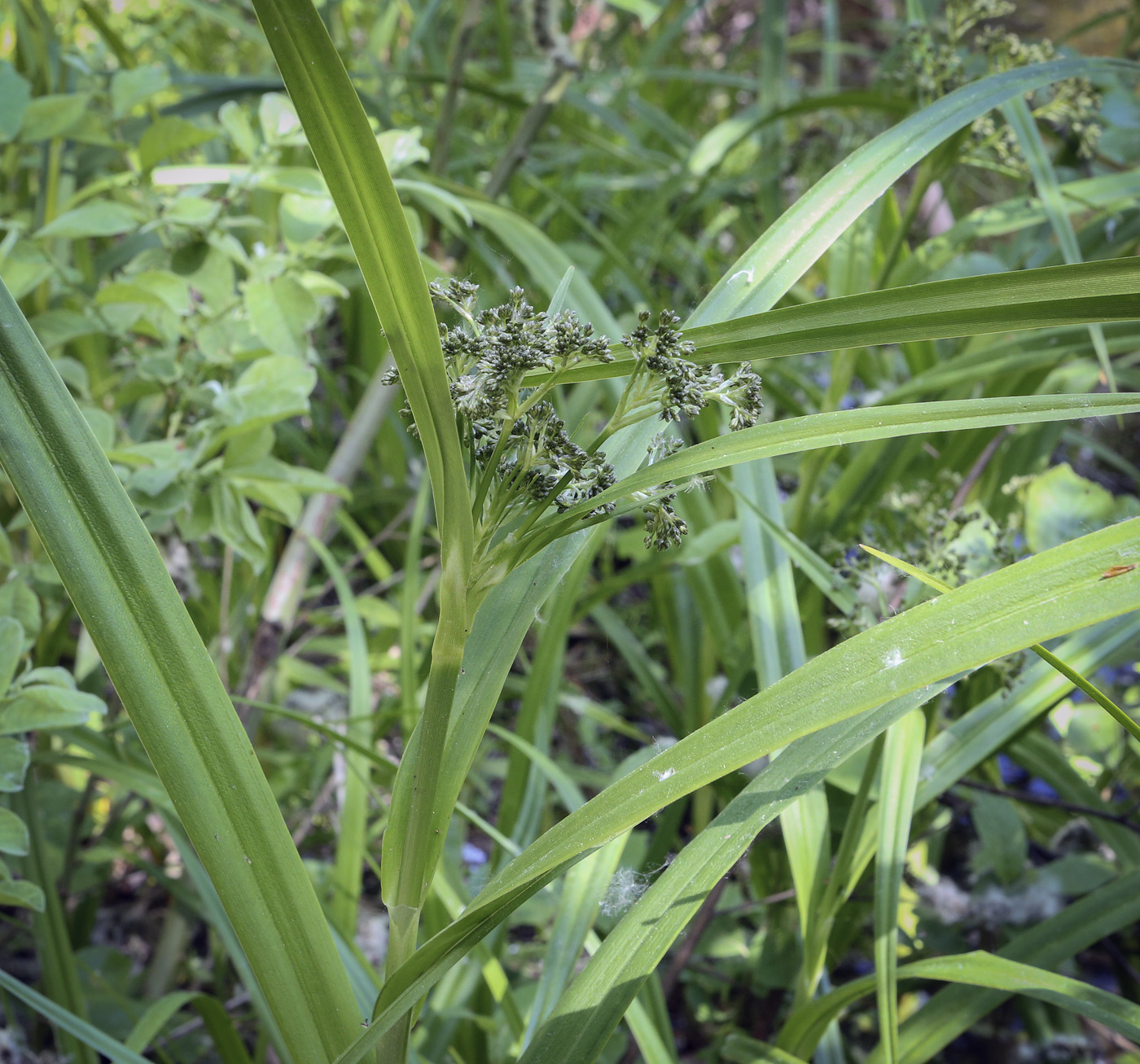 Изображение особи Scirpus sylvaticus.