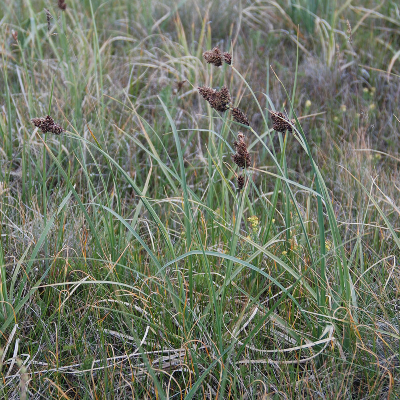 Image of Carex melananthiformis specimen.