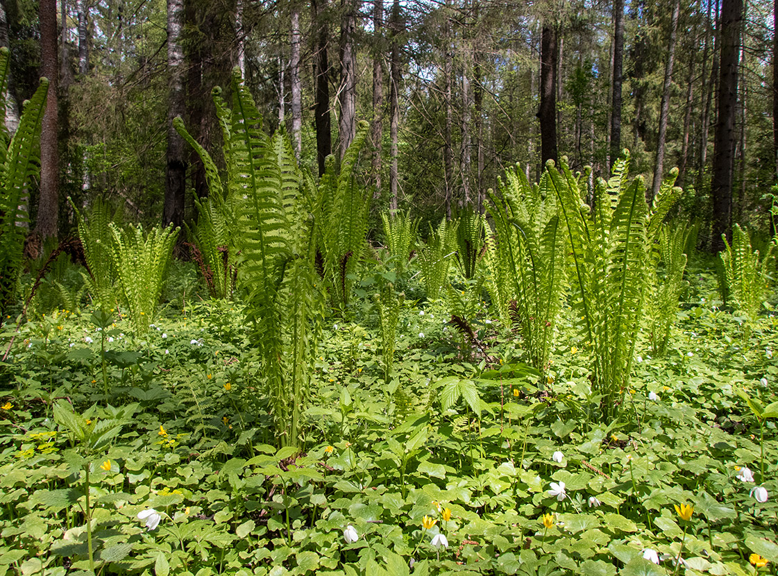 Изображение особи Matteuccia struthiopteris.