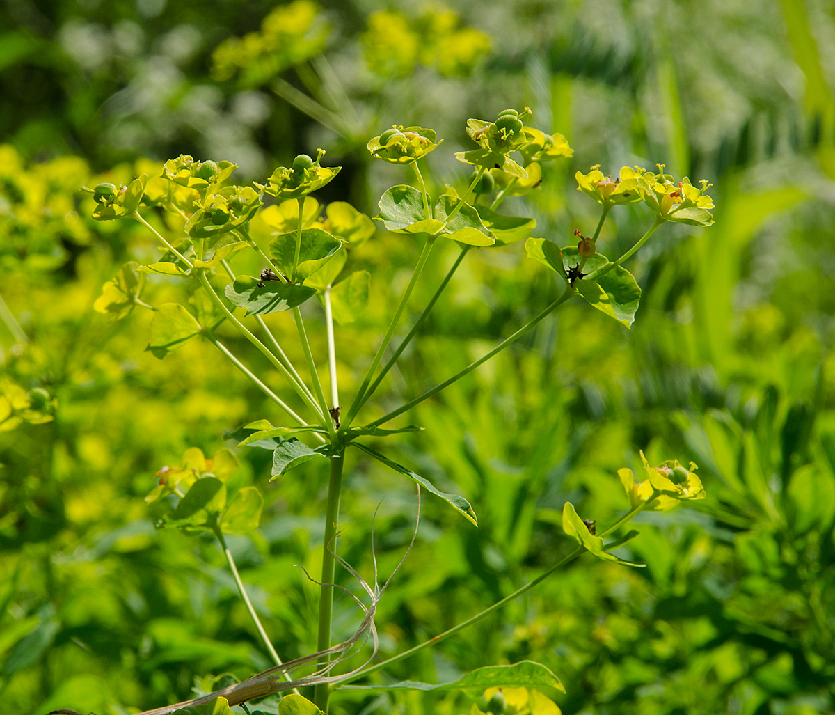 Изображение особи род Euphorbia.